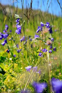 campanules-des-alpes