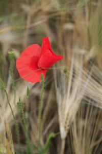 coquelicot-et-champs-de-blé