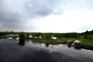 marais-breton